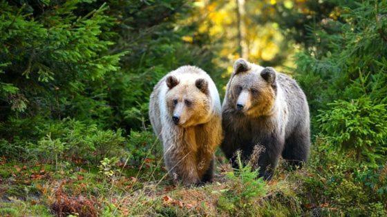 Hotel Au Lit Des Ours Ан-сюр-Лес Екстер'єр фото